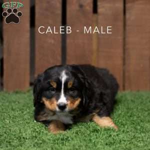 Caleb, Bernese Mountain Dog Puppy